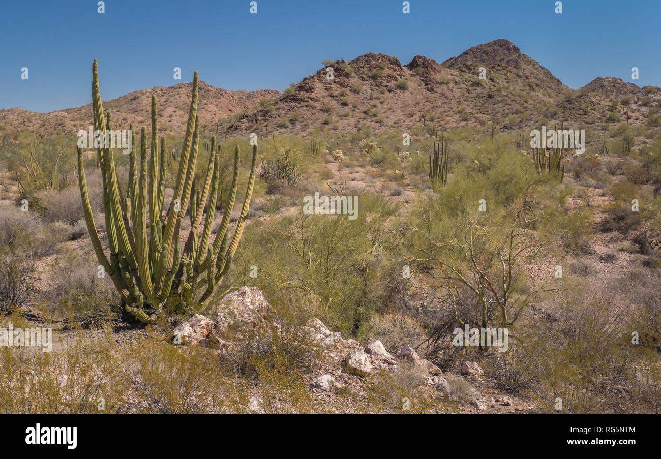 Organ Pipe Cactus (Stenocereus thurberi) stehen über Felsen und grünen Pinsel in der Wüste Hänge der Arizona Organ Pipe Cactus National Monument Stockfoto