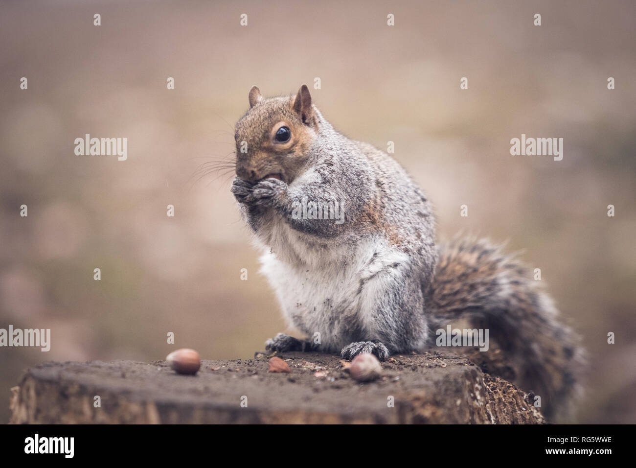 Ein graues Eichhörnchen in einem Park Stockfoto