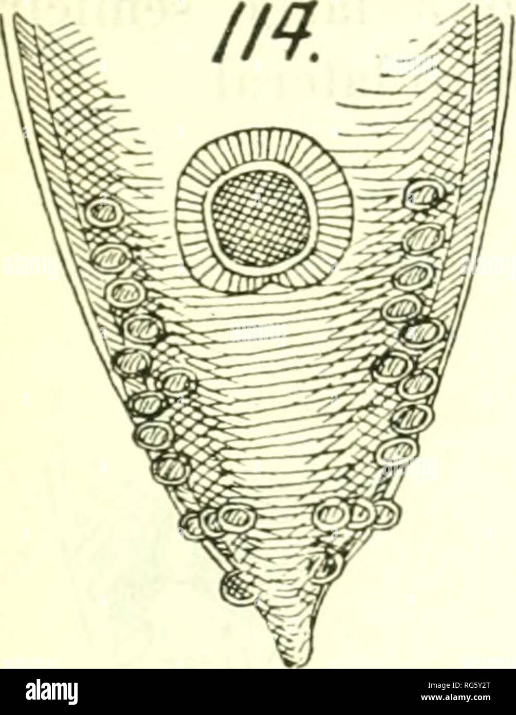 . Bulletin - United States National Museum. Wissenschaft. NEMATODE PARASITEN DER VÖGEL 85 durch eine papille auf dem hinteren Felge. Kaudale Membranen schmal. Zwei etwas ungleichen spicules. Zehn Paare der Papillen. (Abb. 116.) (Magalhaes sagt es gibt 9, aber Alvaro stellt fest, dass seine detaillierte Beschreibung beträgt 10 und er Zahlen 10.) Ein paar anterior der Sauger, 2 sehr nahe zusammen hinter dem Sucker, 1 in der Nähe der Kloake Aperture 2 direkt hinter der Membrana Blende, 1 Paar in einiger Entfernung posterioren Dieser, dann 2 kleine Paar nahe beieinander, und schließlich ein Paar in der Nähe der Extremität der Schwanz; zwischen den l Stockfoto
