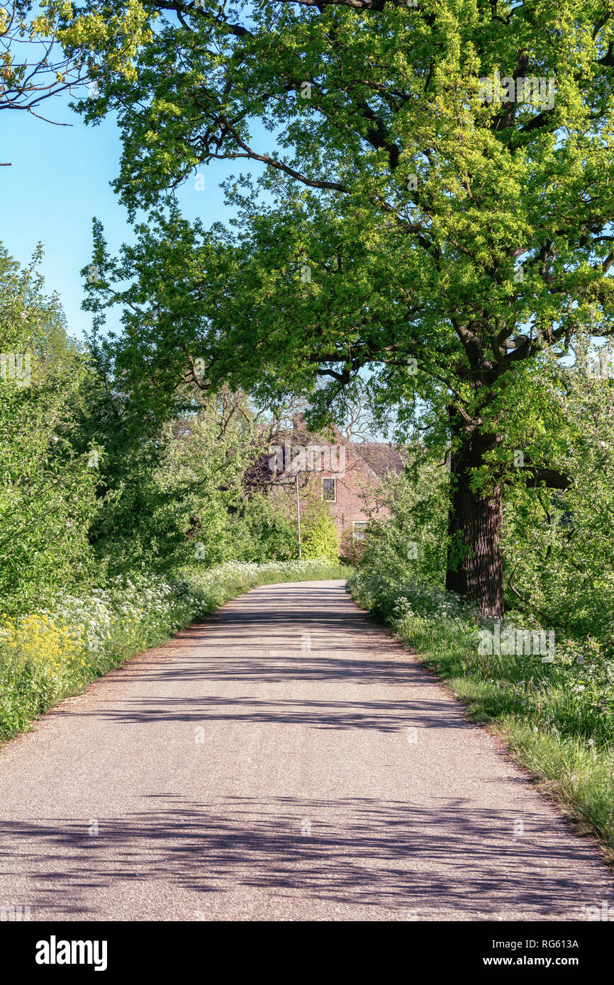 Bauernhof befindet sich auf der berühmten Appeldijk in der Betuwe mit blühenden Apfelbäume auf beiden Seiten der Dijk in den Niederlanden Stockfoto