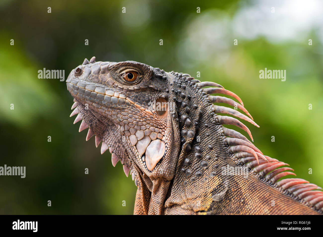 Porträt eines Red iguana, Indonesien Stockfoto