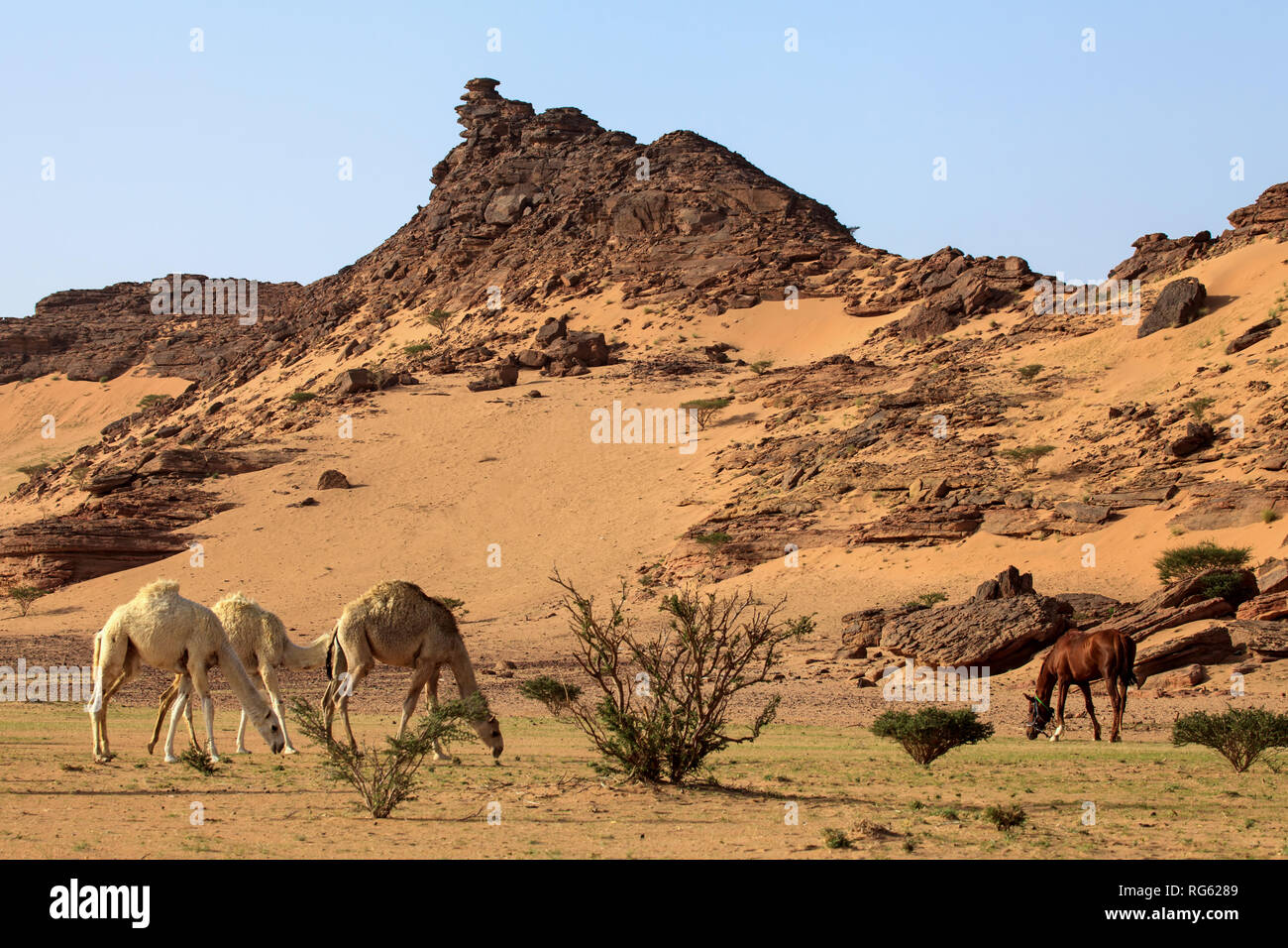 Drei Kamele und Pferde grasen in der Wüste, Saudi-Arabien Stockfoto