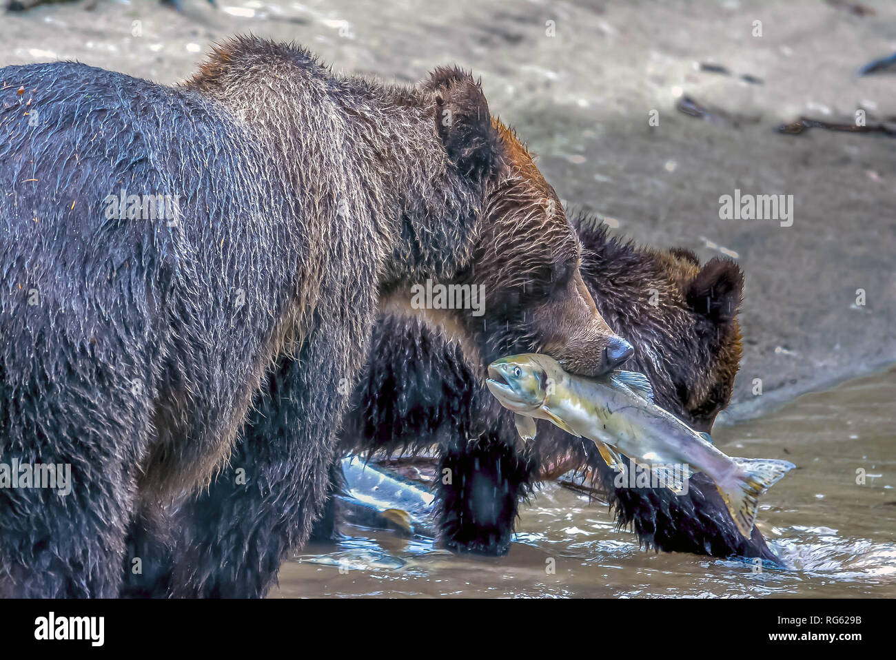 Zwei grizzly Bären Essen Lachs, British Columbia, Kanada Stockfoto