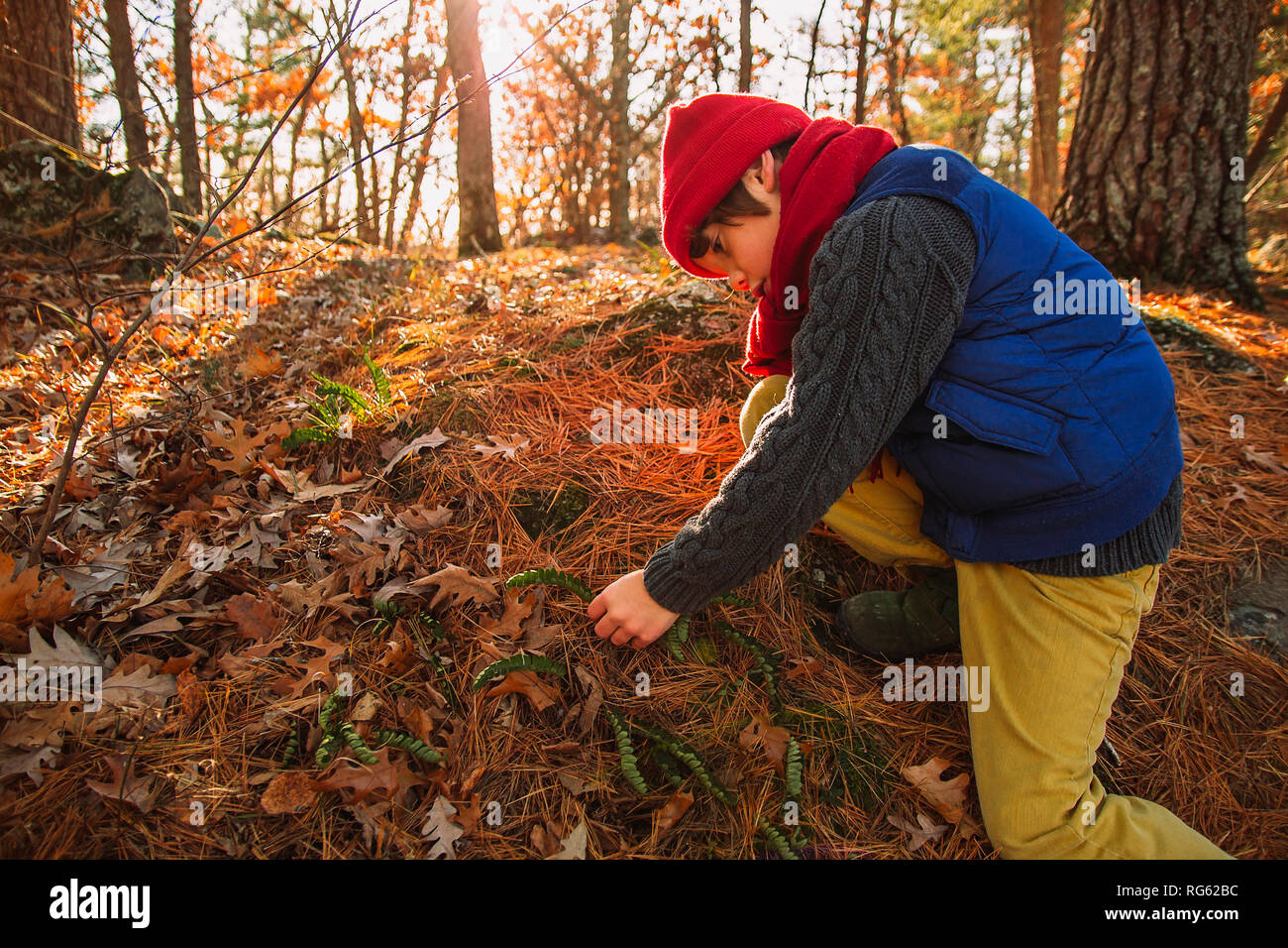 Junge an Farn Pflanzen im Wald wachsenden suchen, United States Stockfoto