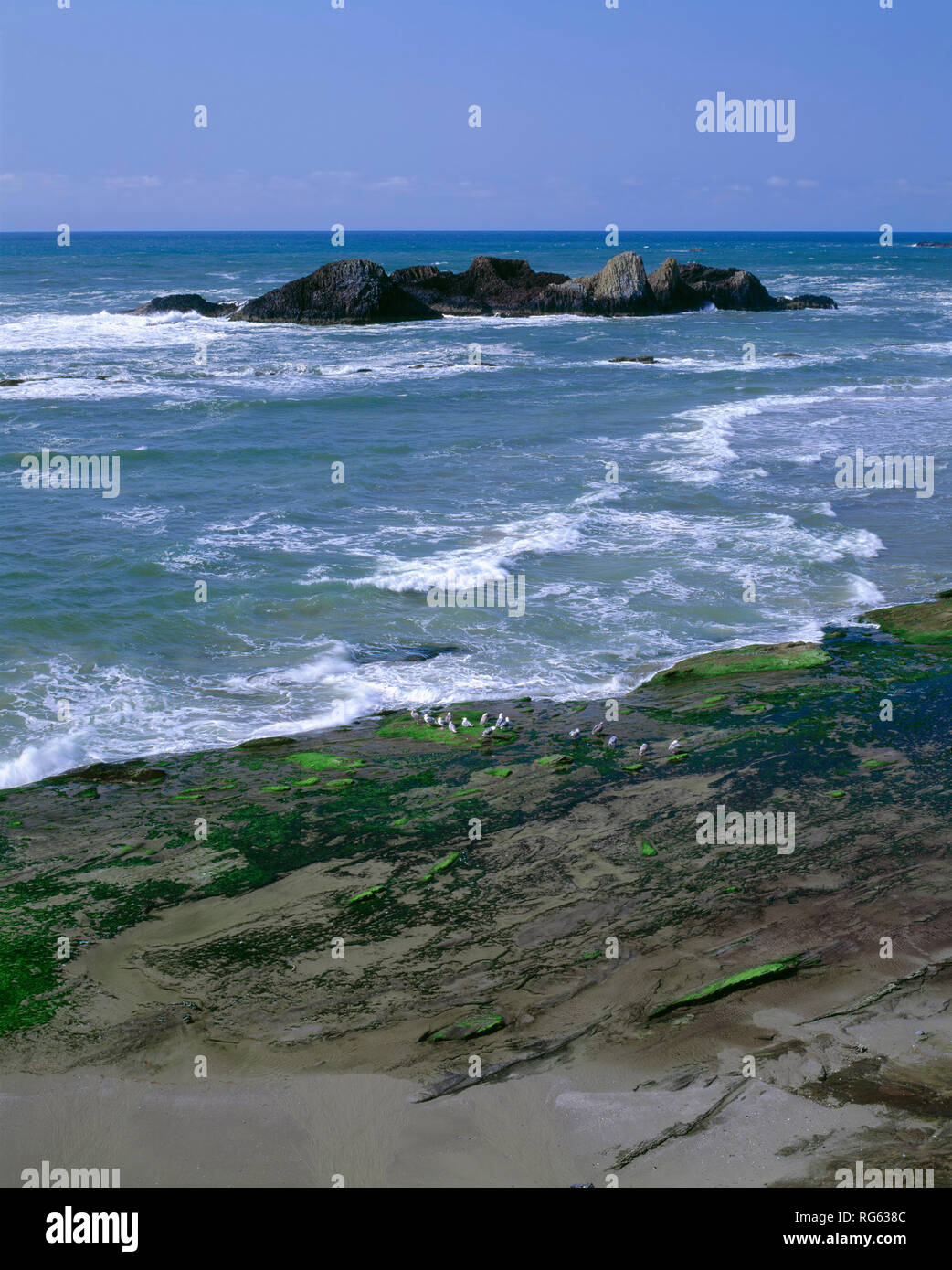 USA, Oregon, Seal Rock State Wayside, Seal Rocks eingehende Surf und Möwen. Stockfoto