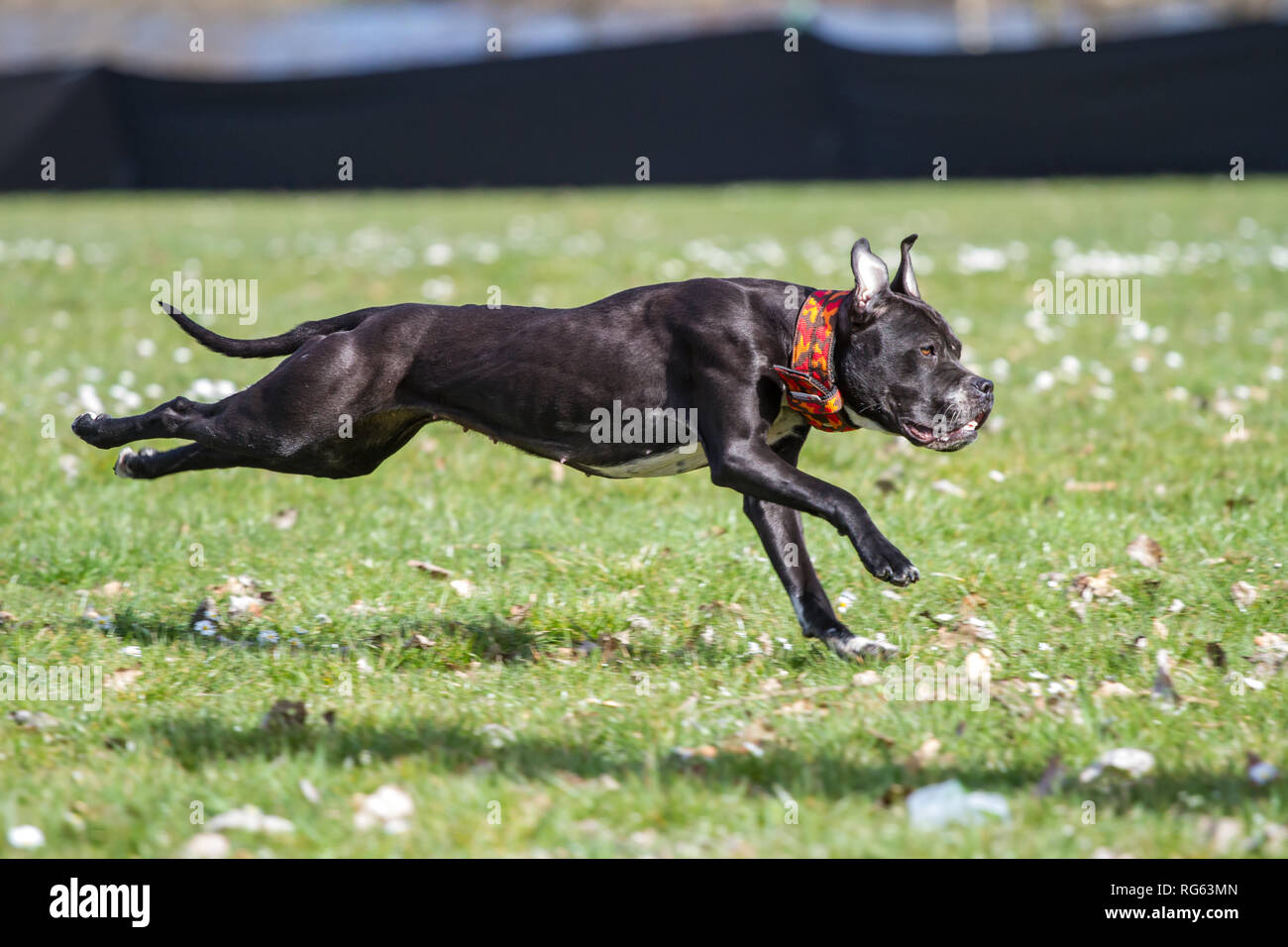 Junge schwarze American Pit Bull Terrier der Lure Rennen auf einen Hund Sport Event Stockfoto