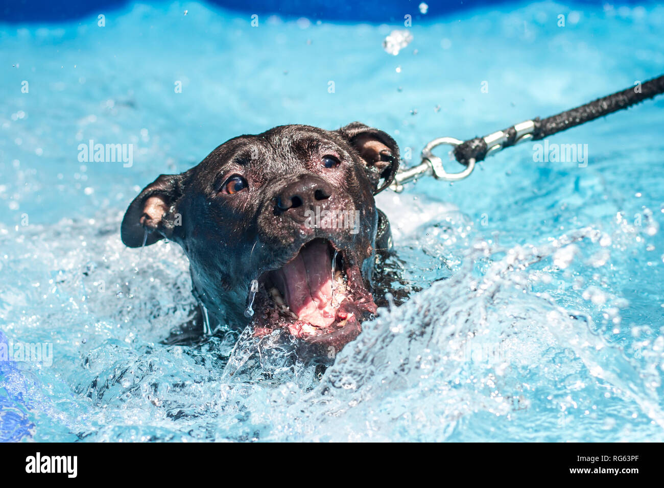 Black American Pit Bull Terrier Spaß im Schwimmbad Stockfoto