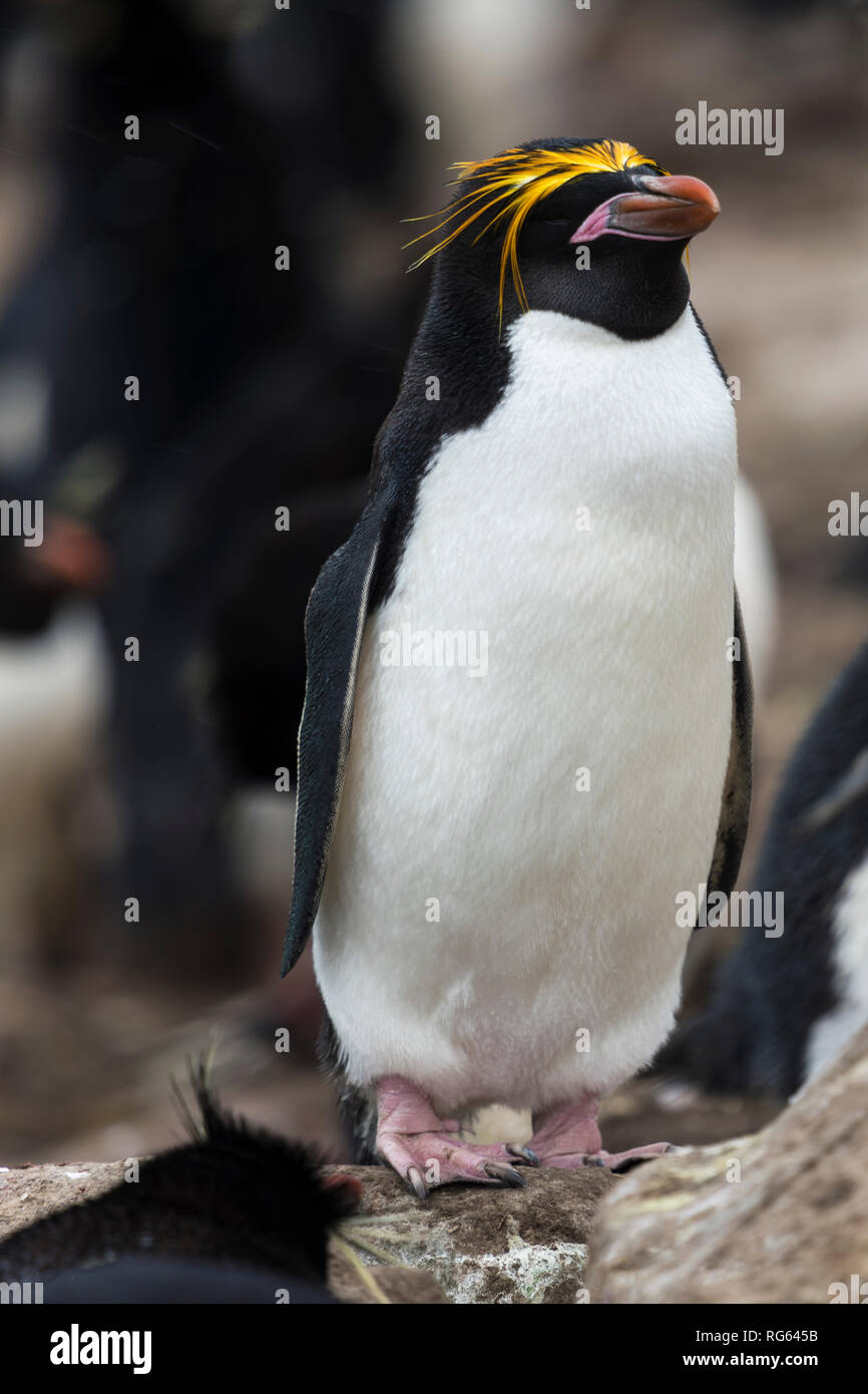Macaroni penguin eudyptes chrysolophus full body Länge steht auf Rock saunders Island falkand Inseln Stockfoto