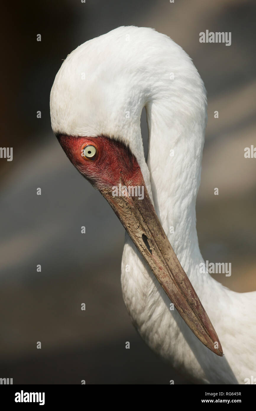 Sibirischen Kranich (Grus leucogeranus), auch als Snow crane bekannt. Stockfoto
