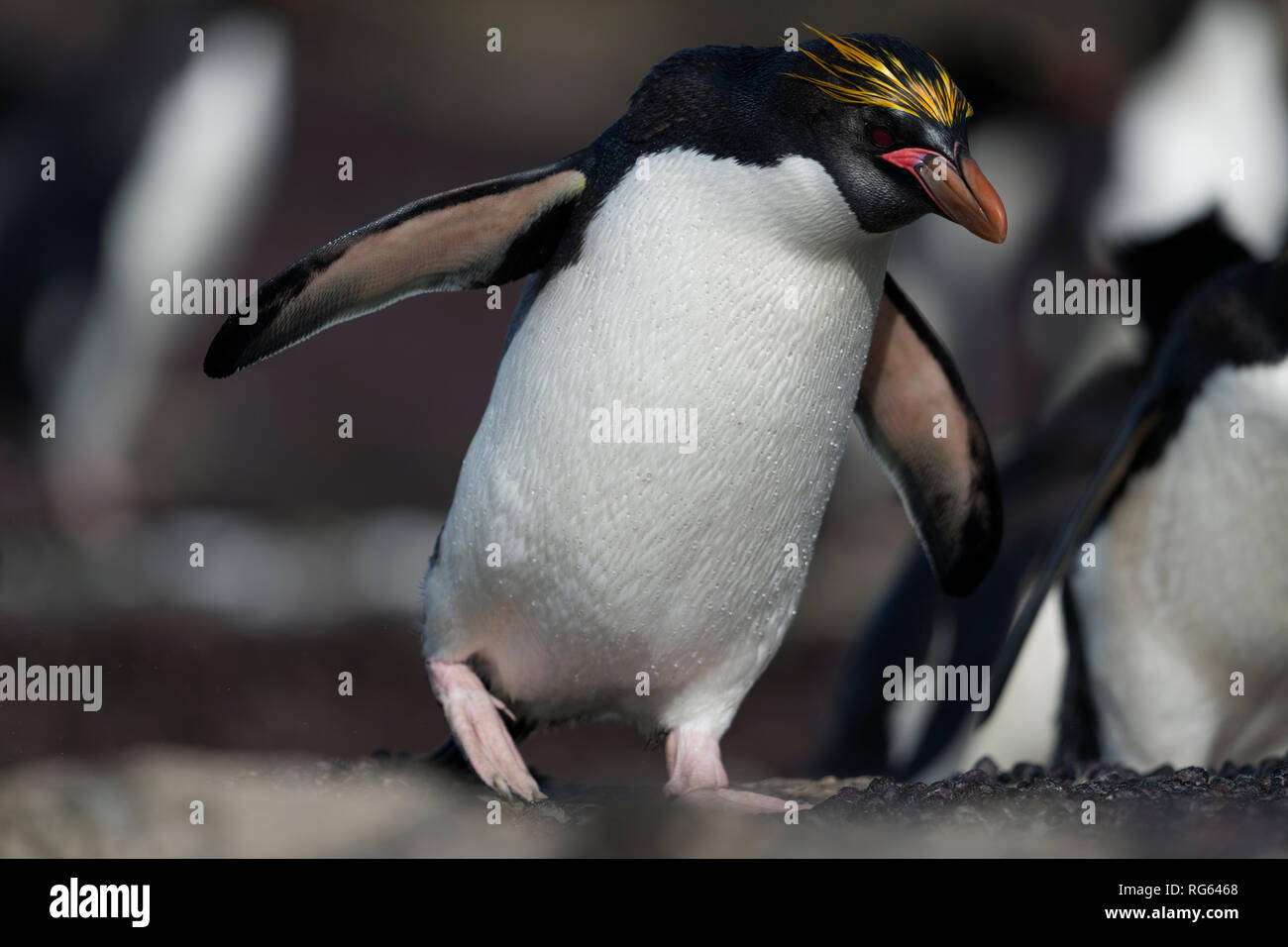 Macaroni penguin eudyptes chrysolophus full body Länge gehen auf mussell Shell abgedeckt rock Saunders Island falkand Inseln Stockfoto