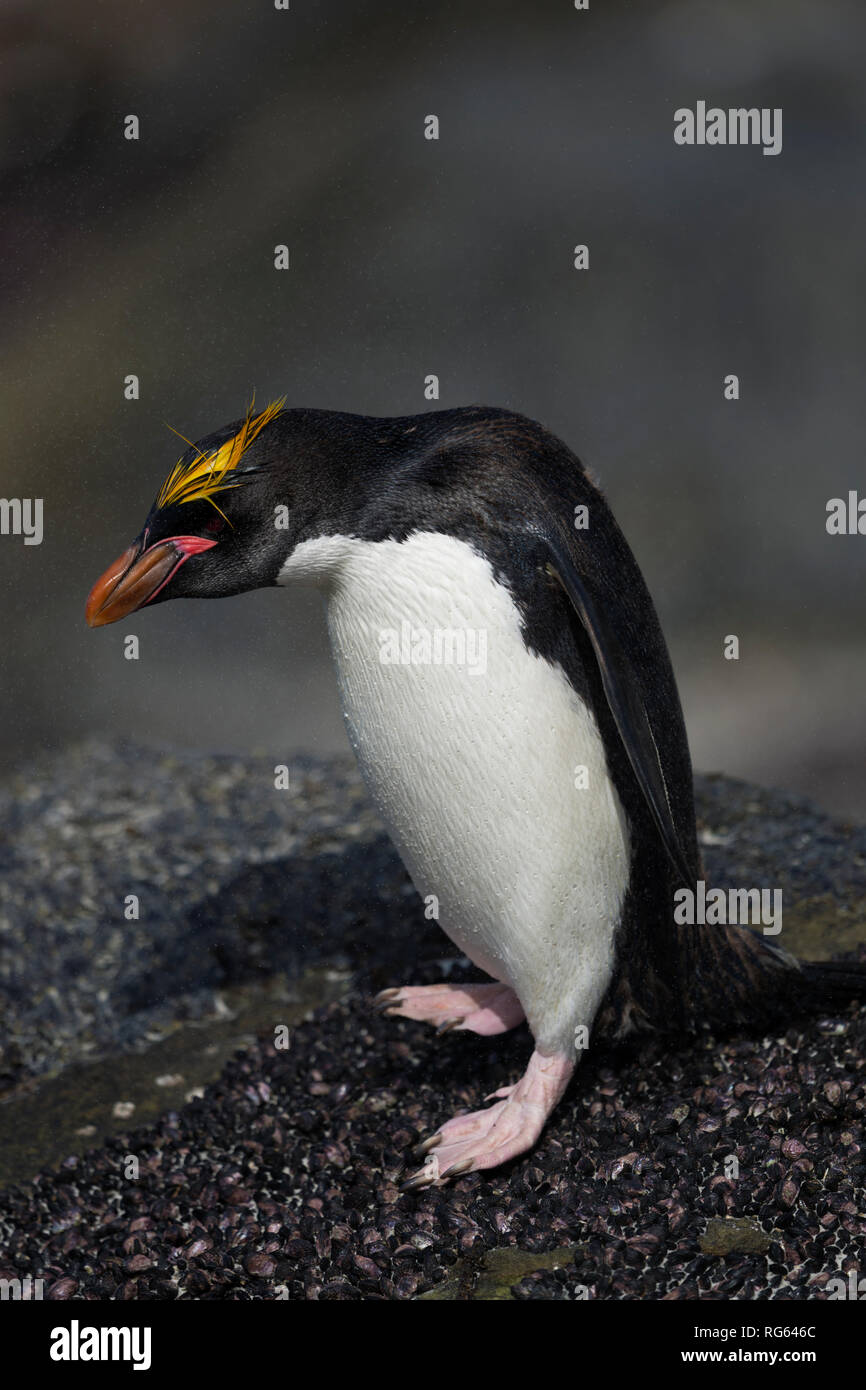 Macaroni penguin eudyptes chrysolophus full body Länge stehen auf mussell Shell abgedeckt rock Saunders Island falkand Inseln Stockfoto