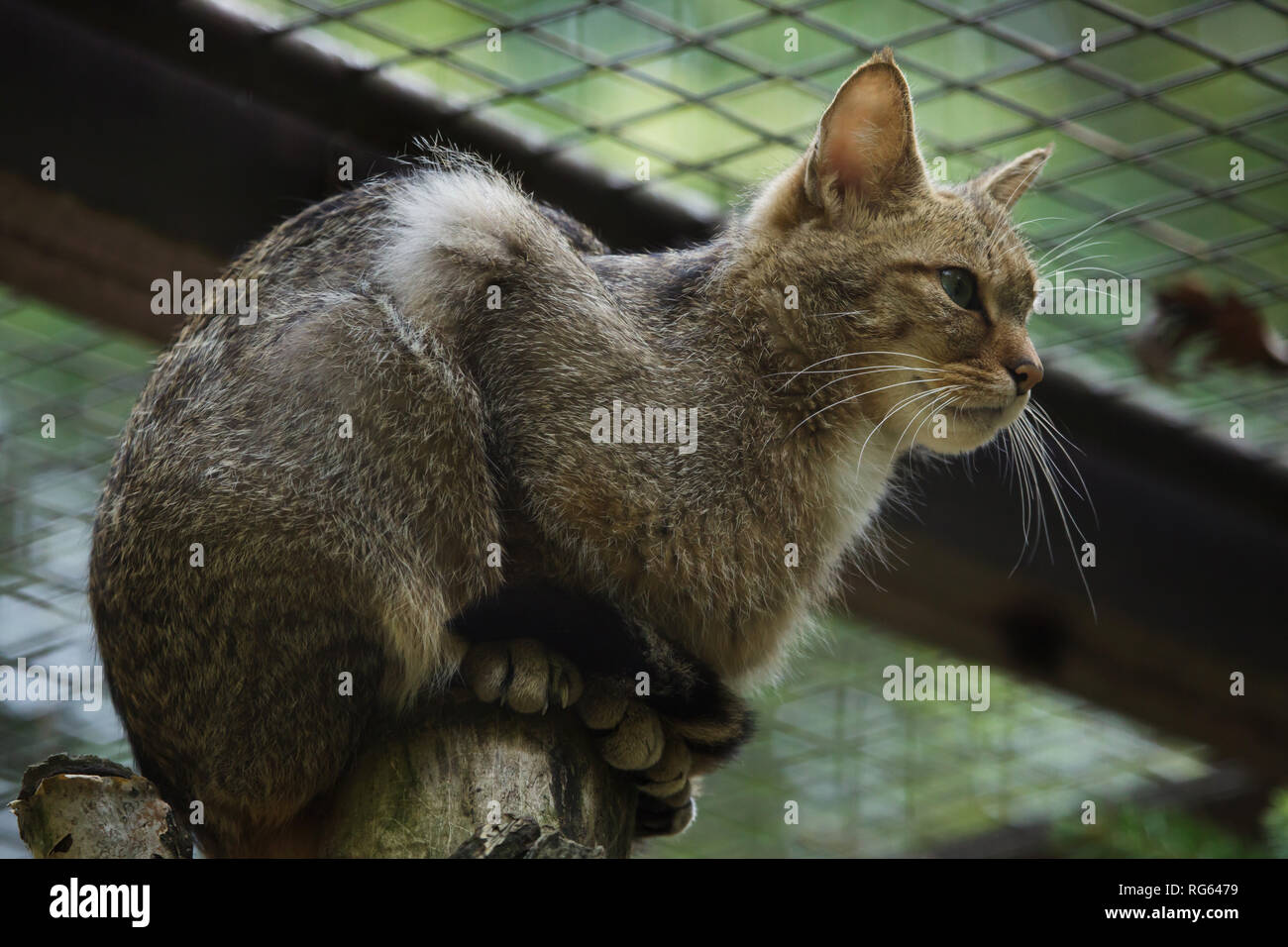 Die europäische Wildkatze (Felis silvestris silvestris). Wildlife Tier. Stockfoto