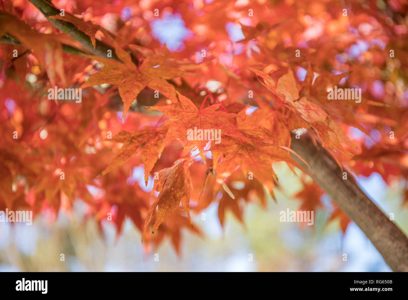 Hellen und lebendigen Nahaufnahme Foto der japanischen Ahorn Blätter an einem Baum im Herbst. Stockfoto