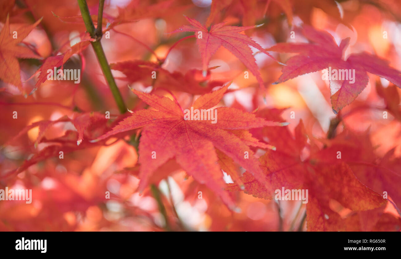 Hellen und lebendigen Nahaufnahme Foto der japanischen Ahorn Blätter an einem Baum im Herbst. Stockfoto