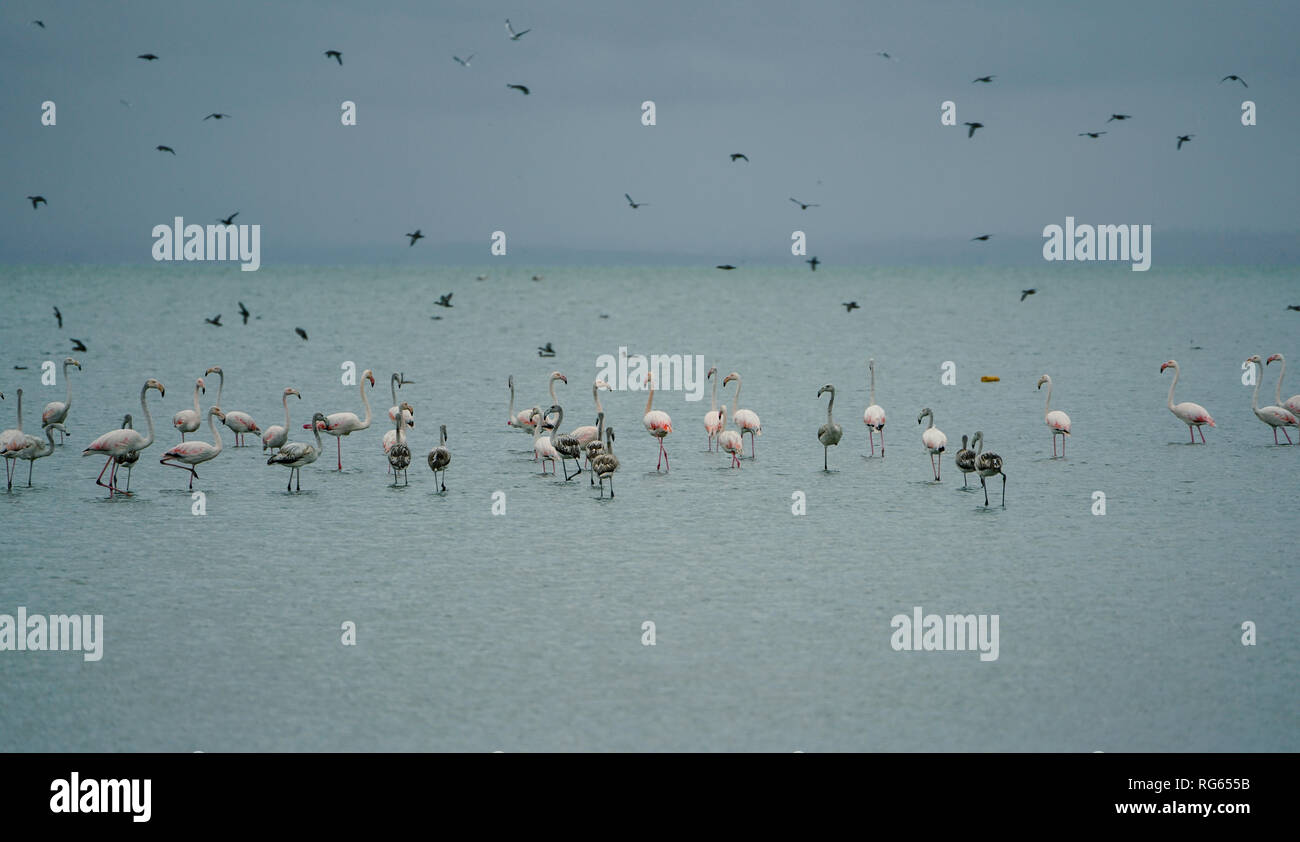 Flamingos in Manyas See, Türkei Stockfoto