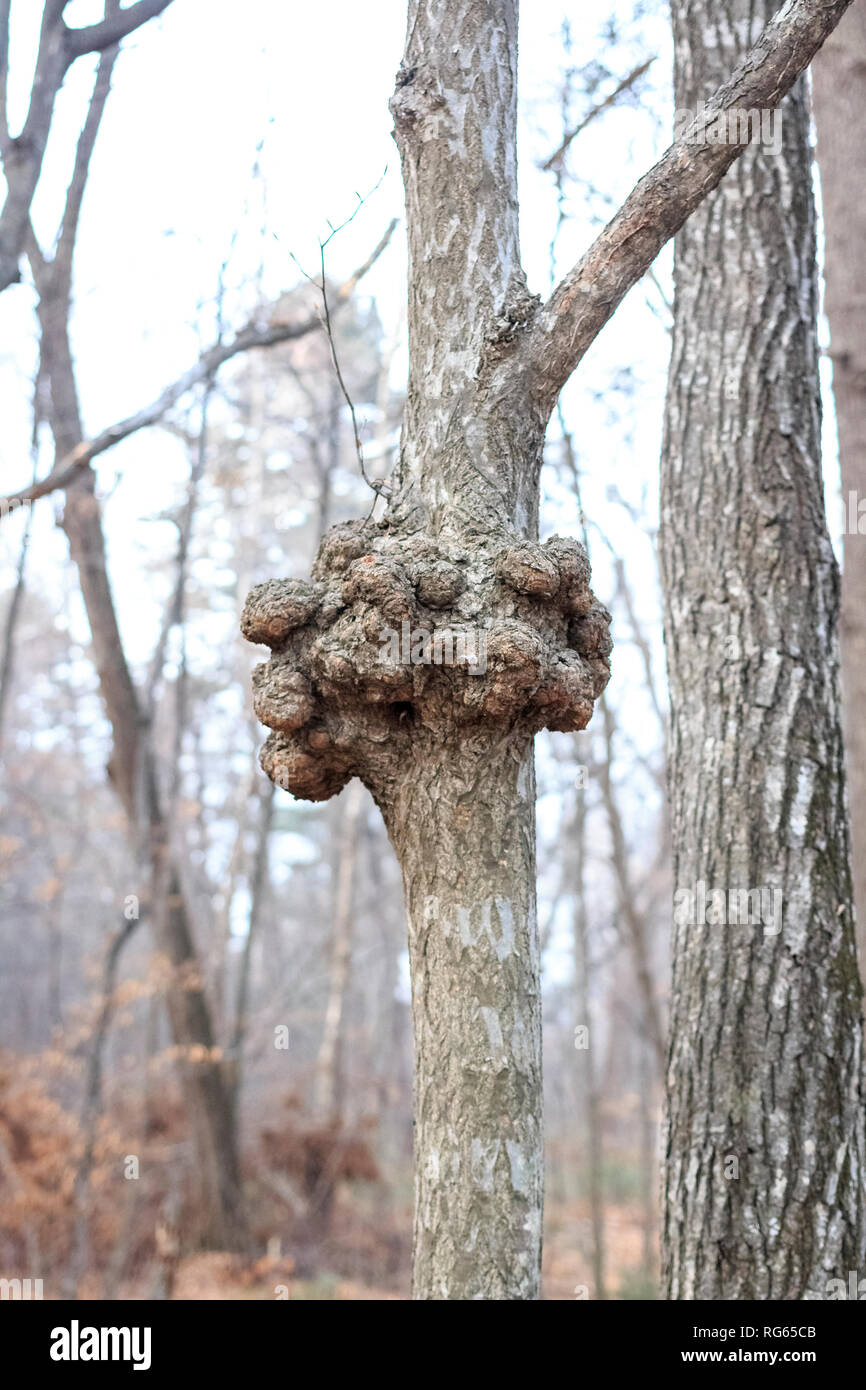 Ein gnarl oder Knoten in Holz sieht aus wie Knötchen. Parasitäre Phänomen und Krankheit der Stämme und Wurzeln der Bäume im Wald Stockfoto