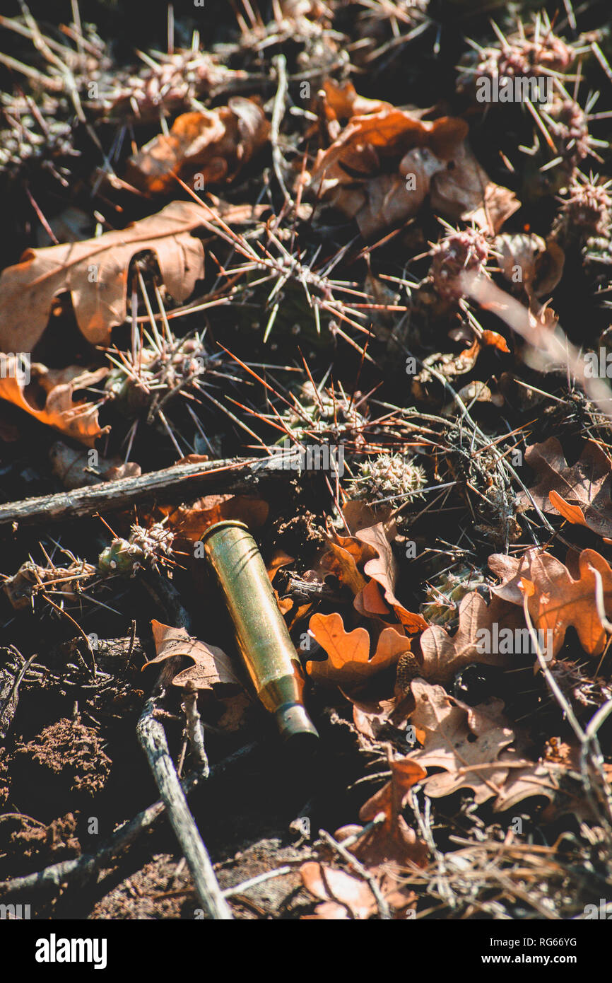 Bullet Gehäuse in Blättern und Cactus Stockfoto