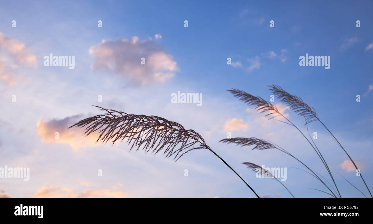 Gras mit bewölktem Himmel in windigen Tag Stockfoto