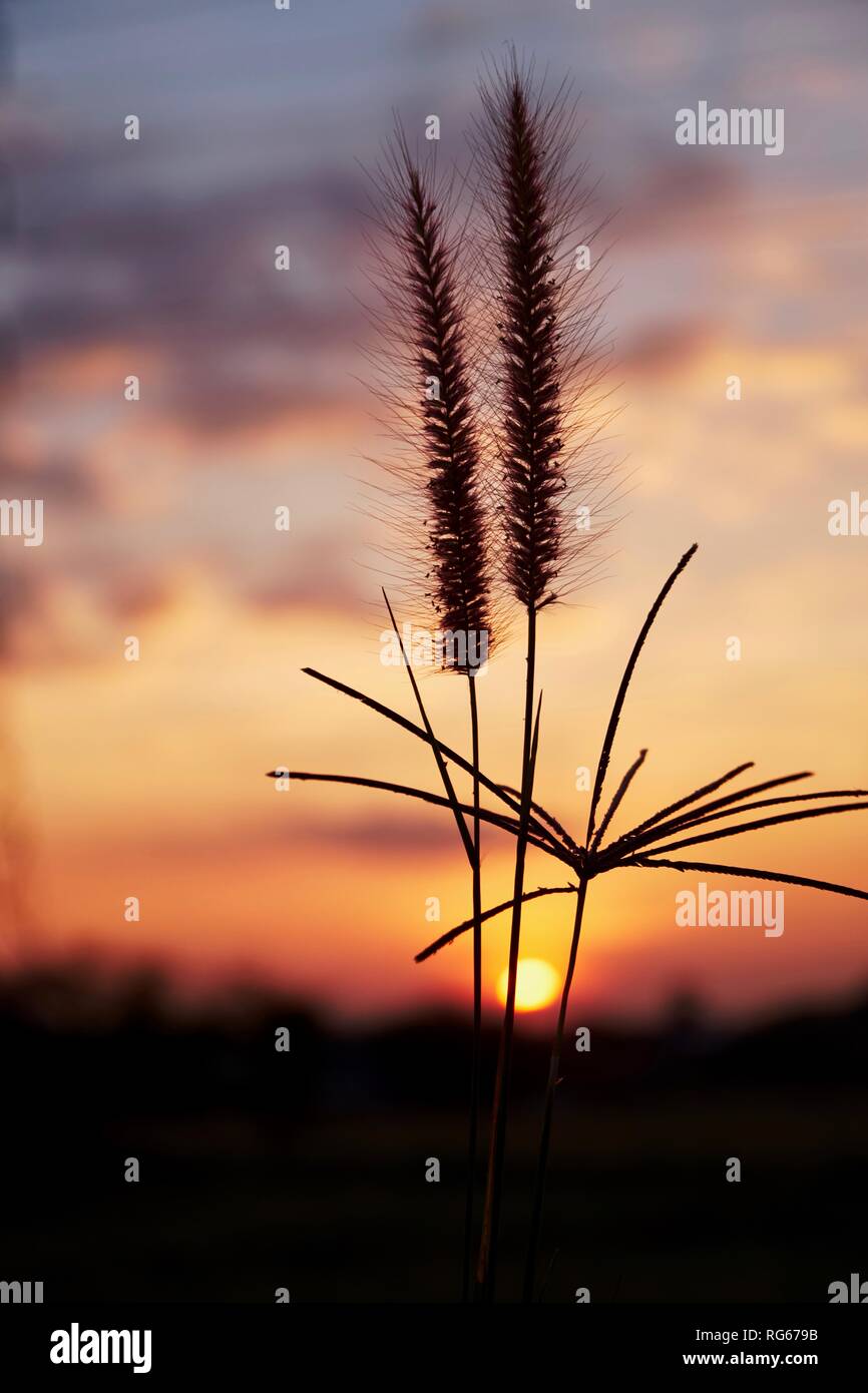 Brunnen Gras mit der Dämmerung bewölkter Himmel Stockfoto