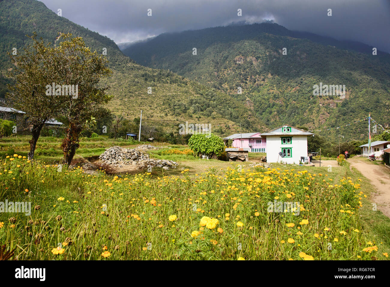 Felder von Blumen auf dem Weg zum Everest Base Camp, Khumbu, Nepal Stockfoto