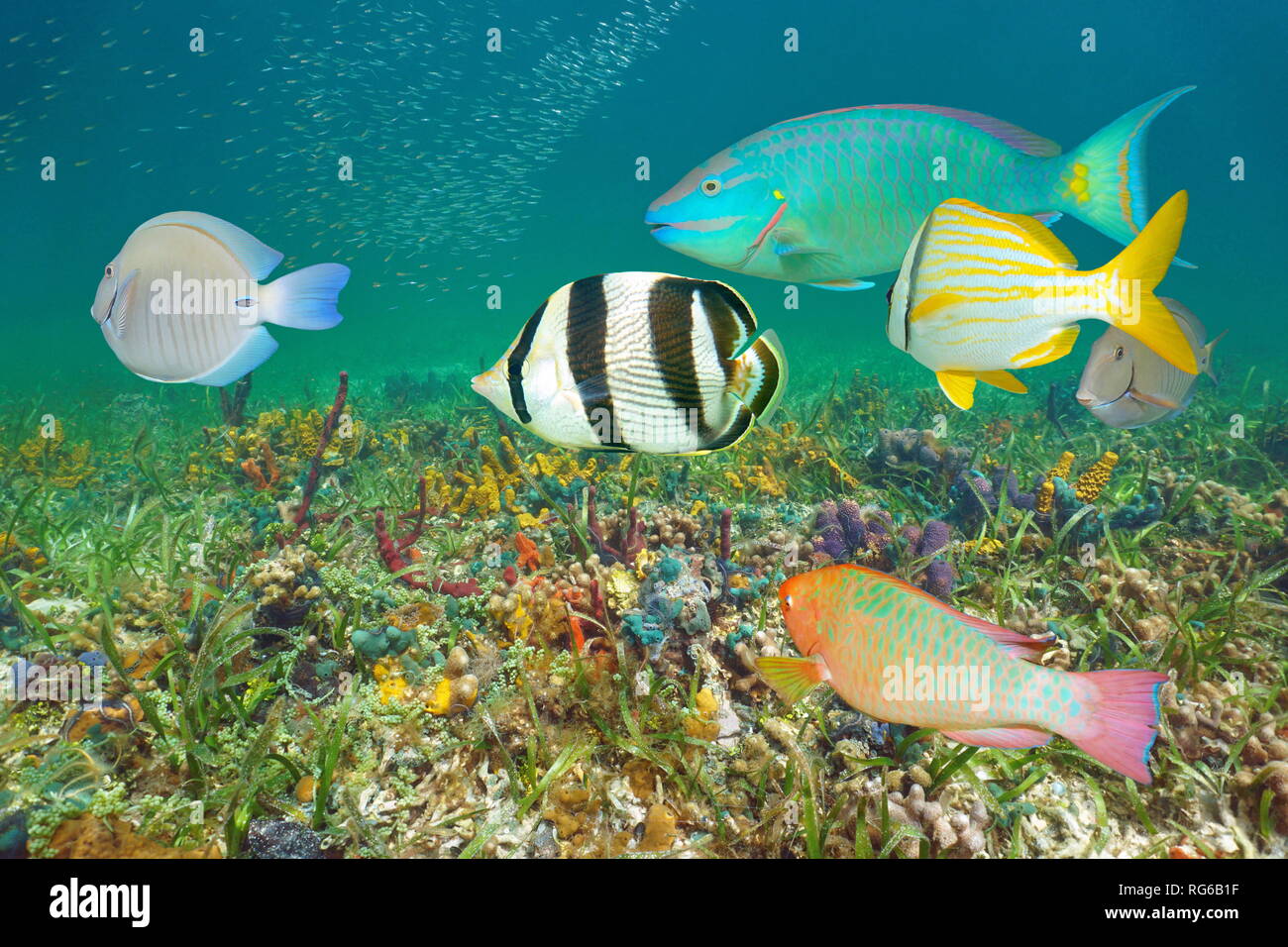Unterwasser bunten tropischen Fischen und Meeresboden, Karibik Stockfoto