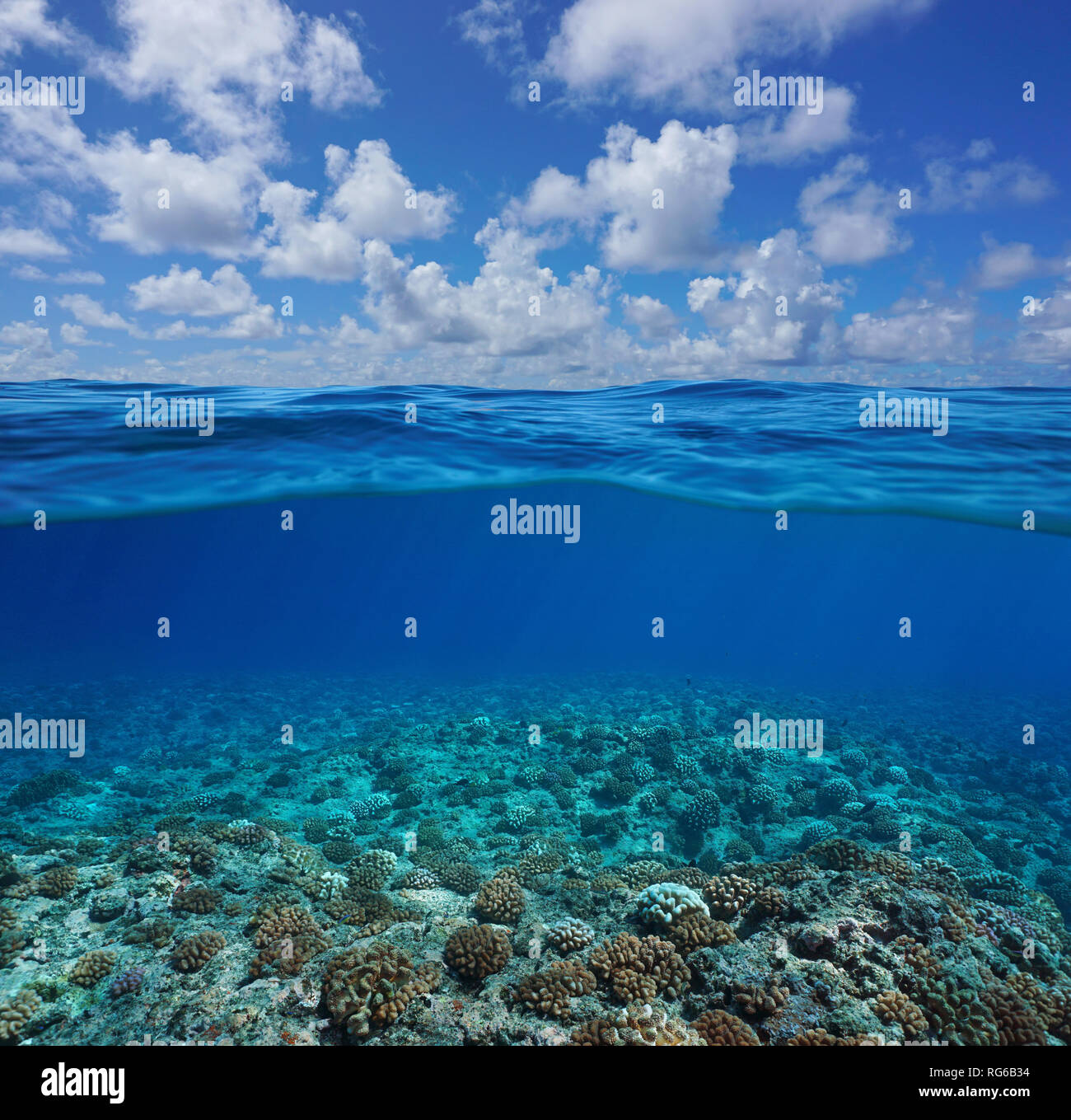 Underwater Coral Reef Meeresboden mit blauem Himmel und Wolken, geteilte Ansicht Hälfte über und unter Wasser Oberfläche, Pazifischer Ozean, Französisch Polynesien Stockfoto Underwater Coral Reef Meeresboden mit blauem Himmel und Wolken, geteilte Ansicht Hälfte über und unter Wasser Oberfläche, Pazifischer Ozean, Französisch Polynesien Stockfoto