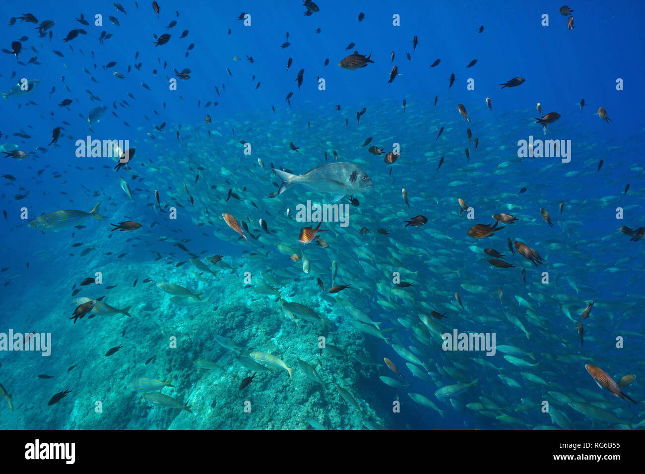 Unterwasser Schule der Fische im Mittelmeer, Frankreich Stockfoto