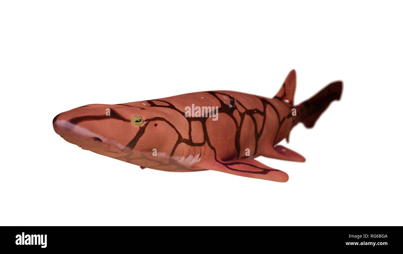Kette catshark (Scyliorhinus retifer) kleine Haie im Atlantik auf weißem Hintergrund Stockfoto