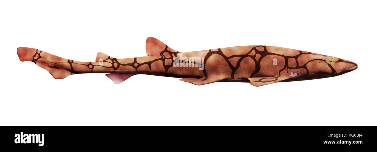 Kette catshark (Scyliorhinus retifer) kleine Haie im Atlantik auf weißem Hintergrund, Seitenansicht Stockfoto