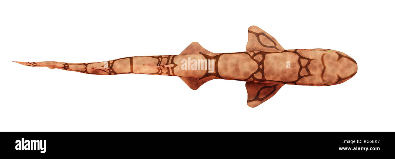 Kette catshark (Scyliorhinus retifer) kleine Haie im Atlantik auf weißem Hintergrund, Ansicht von oben Stockfoto