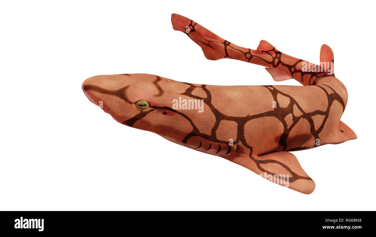 Kette catshark (Scyliorhinus retifer) kleine Haie im Atlantik auf weißem Hintergrund Stockfoto