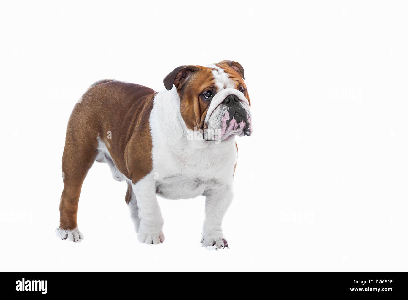 Englische Bulldogge weiße Farbe nach steht auf einem weißen Hintergrund  close-up isolieren Britische Stockfotografie - Alamy