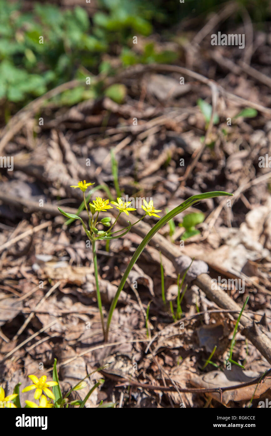 Gagea lutea, den gelben Stern-von-Bethlehem blühen im Frühjahr Wald. Gagea lutea ist eine Gattung von Krautigen Knollenpflanzen der Liliefamilie (Lilia Stockfoto