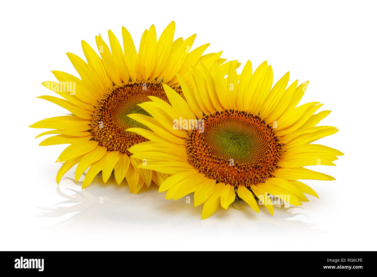 Sonnenblumen, die isoliert auf weißem Hintergrund Stockfoto