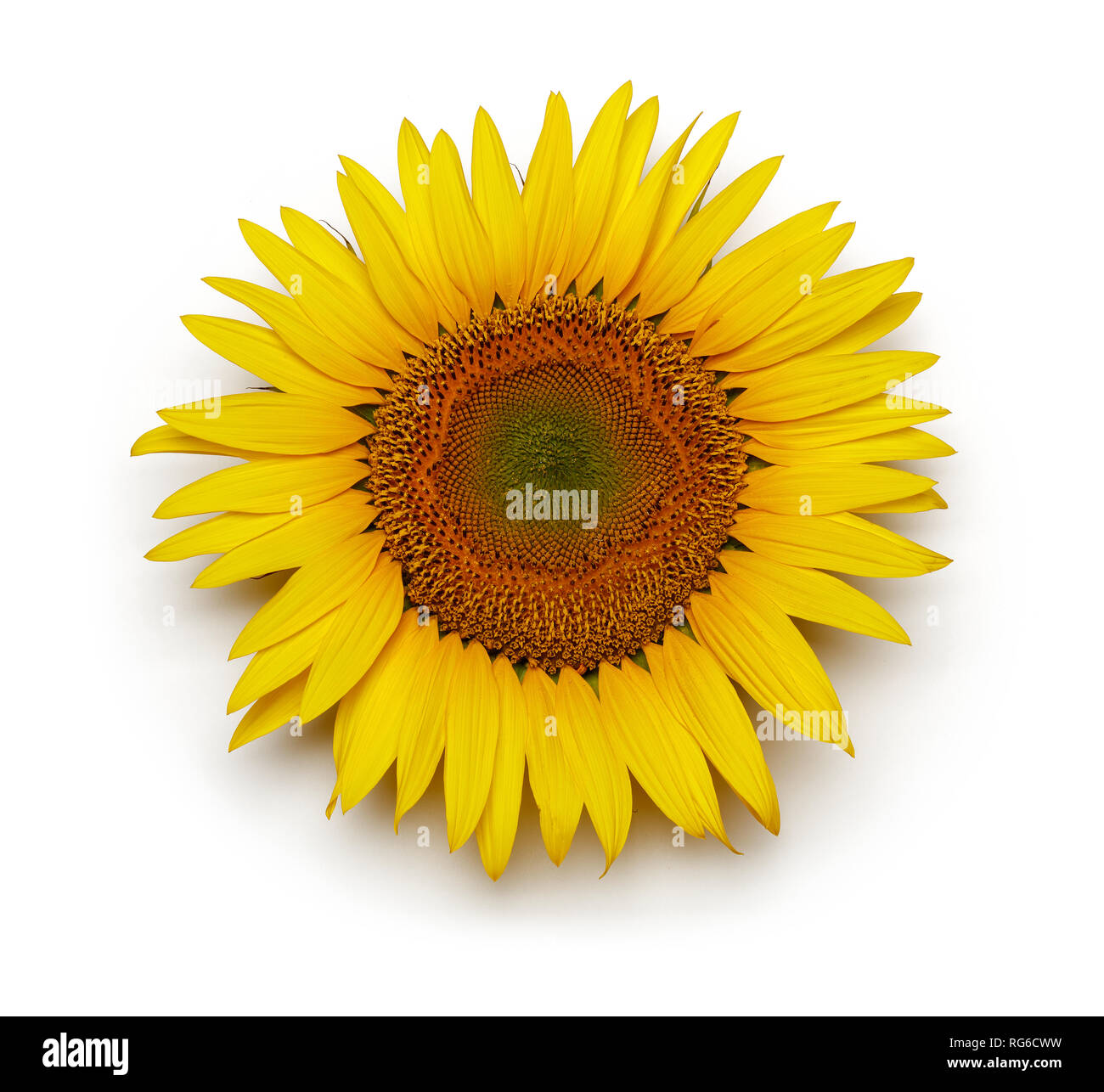 Single Sonnenblume isoliert auf weißem Hintergrund Stockfoto