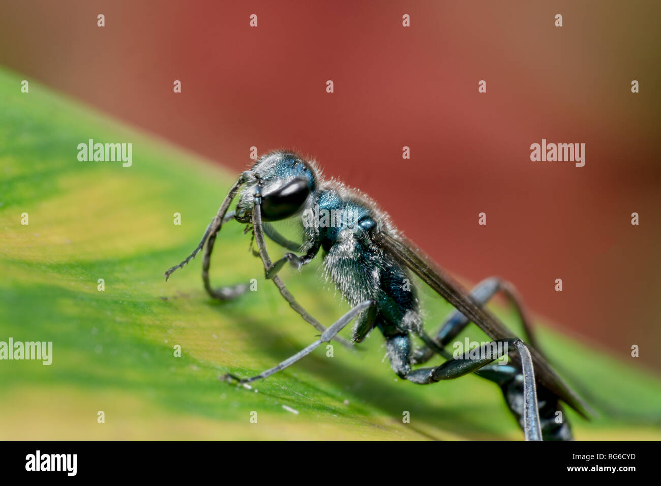 Blaue Schlamm dauber Blau metallic Arten von Schlamm dauber Wasp in Bali, Indonesien gefunden. Sparkly metallische Wasp sitzt auf einem grünen Blatt. Stockfoto