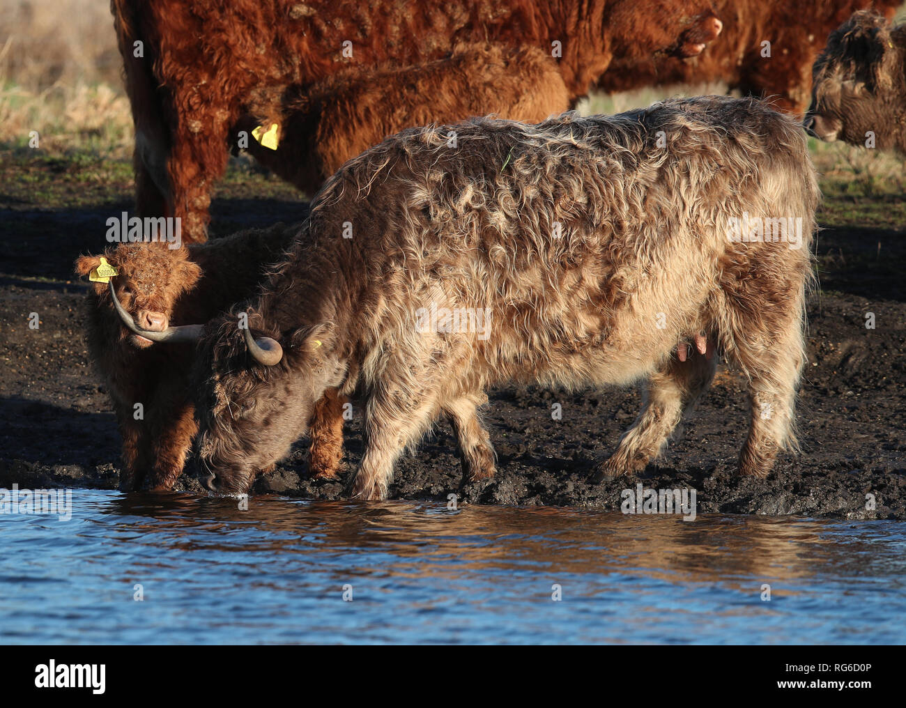 Vier Wochen alten Highland Bullenkalb, Prospero, Schürfwunden neben seiner Mutter Anna-Belle an Wicken Fen Naturschutzgebiet in Cambridgeshire. Stockfoto