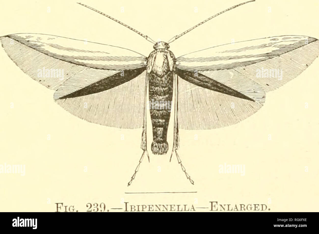 . Schmetterlinge und Motten (Britisch). Schmetterlinge; Insekten - Großbritannien. Die Familie coleopliora ihipenneUa Coleophoridce etwa siebzig kleine Motten, dann charakterisiert - sehr schmal und spitzen Flügeln, mit langen enthält. - IbIPEXXELLA ExLARfiED. Fransen und, im Allgemeinen, die durch ein kleines Büschel Haare auf der ersten gemeinsamen der Antennen. Die Larven leben in Httle Fälle, die Sie konstruieren, und auf verschiedene Blätter und Samen ernähren. Sie verbringen den Winter in ihren Fällen, und wechseln Sie in den Kokon, in Frühjahr oder frühen Sommer. X Bitte beachten Sie, dass diese Bilder aus gescannten Seite imag extrahiert werden Stockfoto