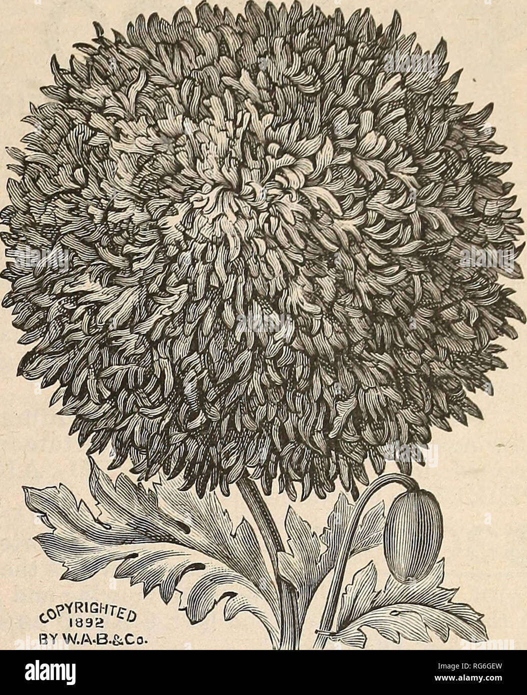 . Die Burpee Folgendes farm Jahresbericht 1893. Baumschulen (Gartenbau) Pennsylvania Philadelphia Kataloge; Gemüse Samen Kataloge; Pflanzen, Zierpflanzen, Blumen Samen Kataloge Kataloge. Die Tulpe Mohnblume - PAPAVER GLAUCUM. Neue TULIP POPPY. Dieses herrliche Mohn wurde ursprünglich von Ar-menia von Herrn Max Leiclitlin, der bedeutende Deutsche Hybrid-izer. Seine spezifische Name bezieht sich auf seine bläulich-grünen Blättern, die im großen und ganzen sind Gefiedert oder Gelappt. Die Pflanzen wachsen kräftig 12 bis 14 cm hoch, und stellen eine wertvolle Ergänzung zu unseren dekorativen Jahrbücher. Die perfekte und angeschnittenen Blumen sind sehr lebhaft in c Stockfoto
