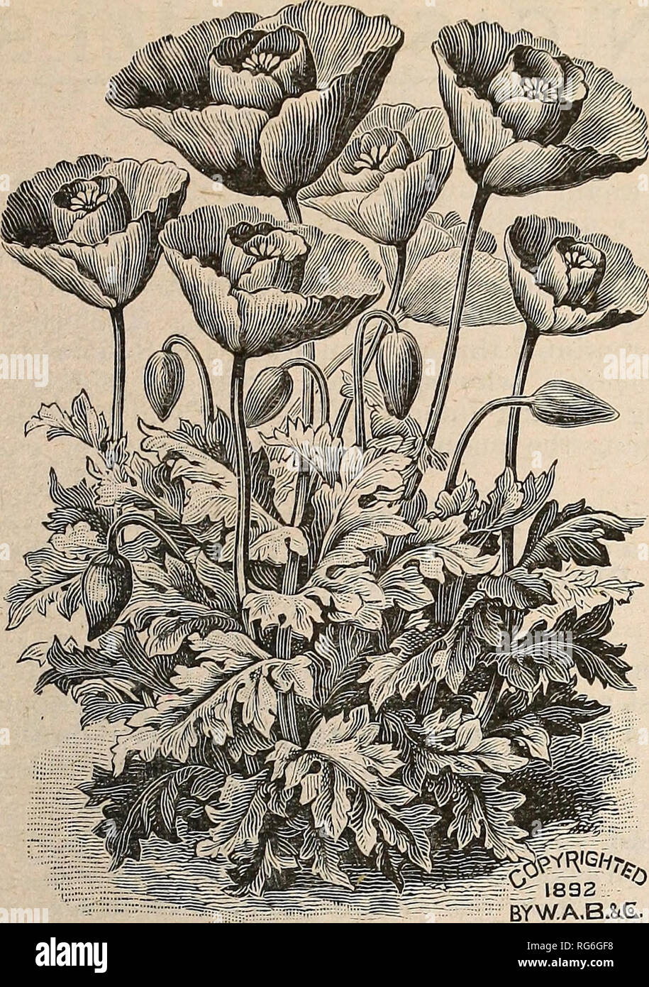 . Die Burpee Folgendes farm Jahresbericht 1893. Baumschulen (Gartenbau) Pennsylvania Philadelphia Kataloge; Gemüse Samen Kataloge; Pflanzen, Zierpflanzen, Blumen Samen Kataloge Kataloge. Die BURPEE FOLGENDES NEUHEITEN FÜR 1893.. Die Tulpe Mohnblume - PAPAVER GLAUCUM. Neue TULIP POPPY. Dieses herrliche Mohn wurde ursprünglich von Ar-menia von Herrn Max Leiclitlin, der bedeutende Deutsche Hybrid-izer. Seine spezifische Name bezieht sich auf seine bläulich-grünen Blättern, die im großen und ganzen sind Gefiedert oder Gelappt. Die Pflanzen wachsen kräftig 12 bis 14 cm hoch, und stellen eine wertvolle Ergänzung zu unseren dekorativen Jahrbücher. Die perfekte und markanten Fl Stockfoto