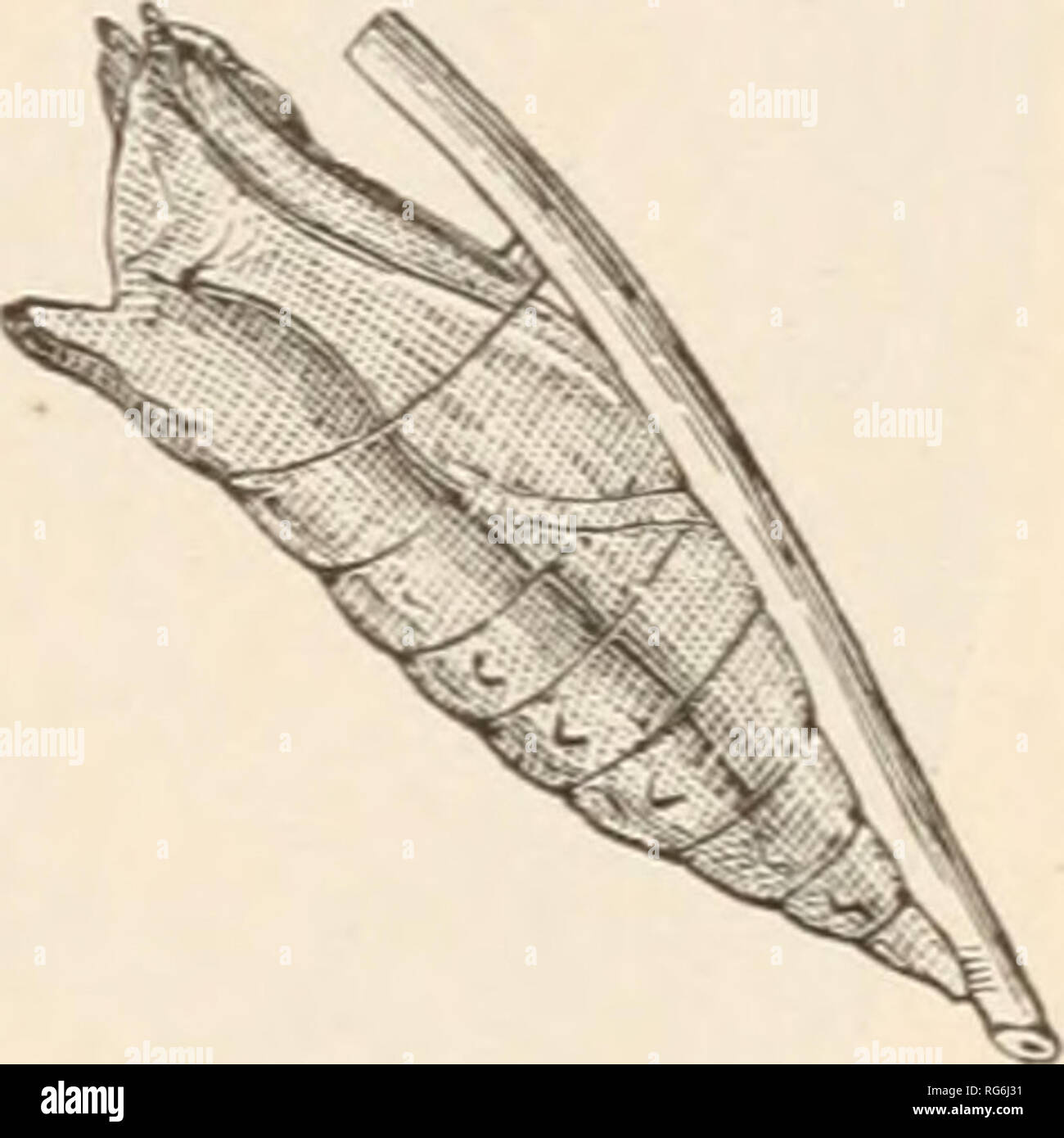 . Die Schmetterlinge der Osten der Vereinigten Staaten. Für die Verwendung von Klassen in der Zoologie und privaten Studenten. Schmetterlinge -- United States Identifikation. Osten der Vereinigten Staaten. 1-Q 1-Markierungen. Kopf über rosa braun. In ungefähr 7 Tagen Änderungen an einer Puppe. Dies ist 1,4 cm lang, zylindrische, dicksten, die nach der fünften und sechsten Segmente, und spitz zulaufend Rap-Abb. 19 - untätig auf den letzten; wie in Abb. geprägt. 19. Farbe variabel. Einige Beispiele Licht oder Holz - Braun mit braun gestreift; andere sehr dunkel, entweder braun oder schwärzlich; einige mit ein paar gebrochenen Streifen grün. rrn I/• - ich • Papilio Turnus, Puppe Stockfoto