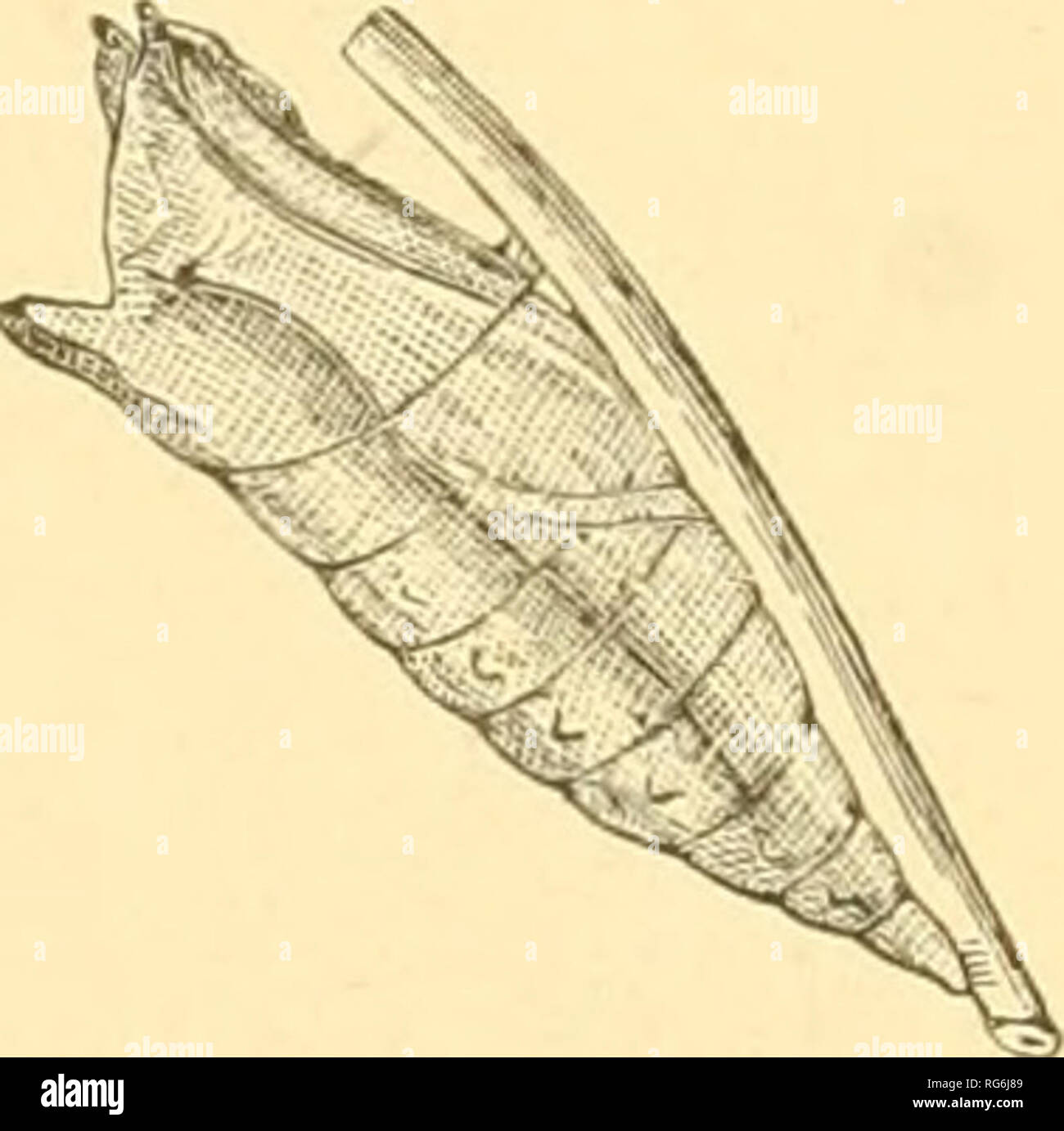 . Die Schmetterlinge der Osten der Vereinigten Staaten. Für die Verwendung von Klassen in der Zoologie und privaten Studenten. Schmetterlinge. Osten der Vereinigten Staaten. Q Markierungen. Kopf über rosa braun. In ungefähr 7 Tagen Änderungen an einer Puppe. Dies ist 1,4 cm lang, zylindrische, dicksten, die nach der fünften und sechsten Segmente, und spitz zulaufend Rap-Abb. 19. untätig auf den letzten; wie in Abb. geprägt. 19. Farbe variabel. Einige Beispiele Licht oder Holz - Braun mit braun gestreift; andere sehr dunkel, entweder braun oder schwärzlich; einige mit ein paar gebrochenen Streifen grün. mi-i '/. - Ich "j Papilio Turnus, Puppe. Ine larvse abgezweigt, auf einer großen Stockfoto