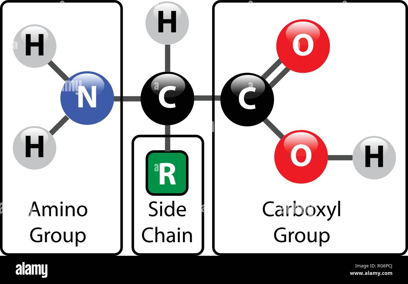Aminosäure Molekül Kugel-stab-Struktur Stock Vektor