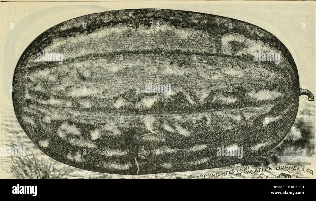 . Jahresbericht 1894 der Bauernhof Burpee austauschen. Baumschulen (Gartenbau) Pennsylvania Philadelphia Kataloge; Gemüse Samen Kataloge; Pflanzen, Zierpflanzen, Blumen Samen Kataloge Kataloge. Die BURPEE FOLGENDES MELONE SAMEN. 73. Acciirateli/enyraved von einem Foto, oben âthe ilbistration zeigt die wahre Art des TUxii:. DIXIE WASSERMELONE. Tins neuen Wassermelone reichen, hmcinufi Geschmack der alten Berg Süße united â mit der ausgezeichneten shippiiif/Charakter des Kolb Juwel besitzt, obwohl haviuf; eine viel dünnere Haut als die letzte. Die Abbildung, die von einem Foto graviert, zeigt deutlich die Form, die "co Stockfoto