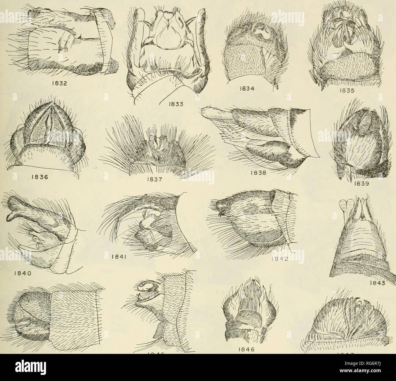 . Bulletin - United States National Museum. Wissenschaft. Räuber FLIEGEN DER WELT 763. 1844 1845 Zahlen 1832-1847.- 1832, Itolia rnaculata Wilcox. 1833, Itolia rnaculata Wilcox. 1834, Neodioctria australis Ricardo. 1835, Neodioctria australis Ricardo, ventral. 1836 Annamyia maren Prit - Mangold. 1837 Comantella fallei zurück. 1838, Rachiopogon grantii Newmann. 1839 Deromyia 1847 sp. 1840, Hypenetes sp. 1841, Daspletis vulpes Loew. 1842 Lestomyia sabulonum Osten Sacken. 1843 Erythropogon ichneumoniformis Weiß. 1844 Deromyia sp. 1845, Coleoinyia setigerum Cole. 1846, Metalaphria aurifacies Weiß. Stockfoto