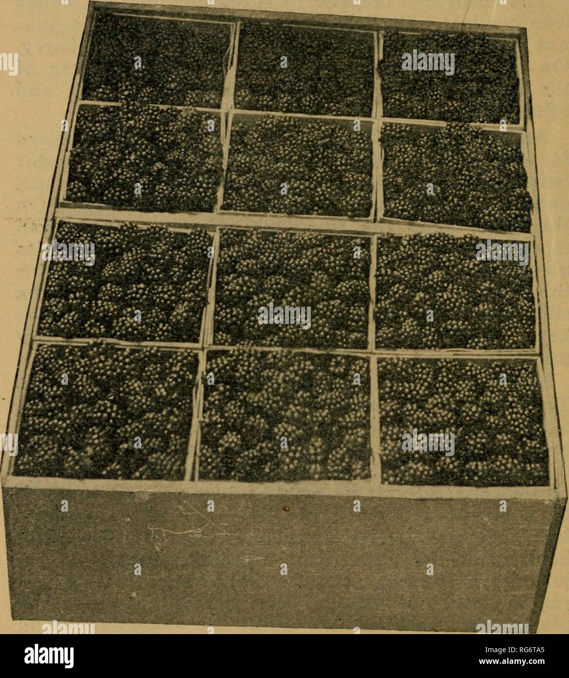 . Die bush Früchte. Obst Kultur. [Aus dem alten Katalog]. 24 EIN BUCH ÜBER BUSH FRÜCHTE Zeilen kann festgelegt werden, mit einem Diamanten Pflug, indem Sie acht Meter auseinander, und die Pflanzen vier Meter auseinander. Kiste Brombeeren. In der Zeile. Die pflanzmaschine Junior- oder Eisenzeit Multi-kulti-Vator sind praktische Tools für Sommer arbeiten. Bitte beachten Sie, dass diese Bilder sind von der gescannten Seite Bilder, die digital für die Lesbarkeit verbessert haben mögen - Färbung und Aussehen dieser Abbildungen können nicht perfekt dem Original ähneln. extrahiert. Erwin, Arthur Thomas, 1874 - [aus alten Katalog]; Witter, Georgetta. [Von o Stockfoto