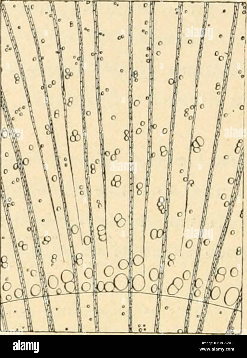 . Bullettino del Laboratorio ed Orto Botanico. Pflanzen, Pflanzen-- Italien Siena. Abb. 148 Berberis vulgaris L (12:1). (Crespmo;. Rio;. 149 Celtis australis L. (bagolaro! (1 o). Parenchima abbondante attorno ai vasi. Legno molto Duro, nicht lucente, di Stimmlage mediocremente Fein, molto ela-stico, senza Macchie midollari. Vasi della Zona tardiva isolati o raccolti a Gruppi o in brevi Serie irregolari. O verdastro Alburno Bianco Grigio, e Largo fino a 30 Anelli annuali; durame Bruno scuro. Nel nel midollo durame e si Hanno talvolta Cri-Stalli di carbonato di Calcio. Miilollo eterogeneo kommen negl Stockfoto