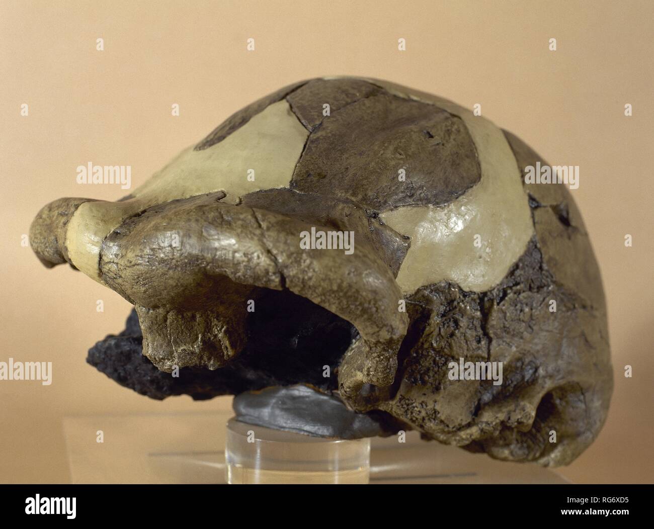 PREHISTORIA. PALEOLITICO. "HOMO ERECTUS" (1,5 millones 100.000 años de antigüedad). Kapazität craneana de 1.000 cm3 de Medien. Reproducción CRANEO OH 9. Yacimiento de Olduvai (Tansania). Afrika. Stockfoto