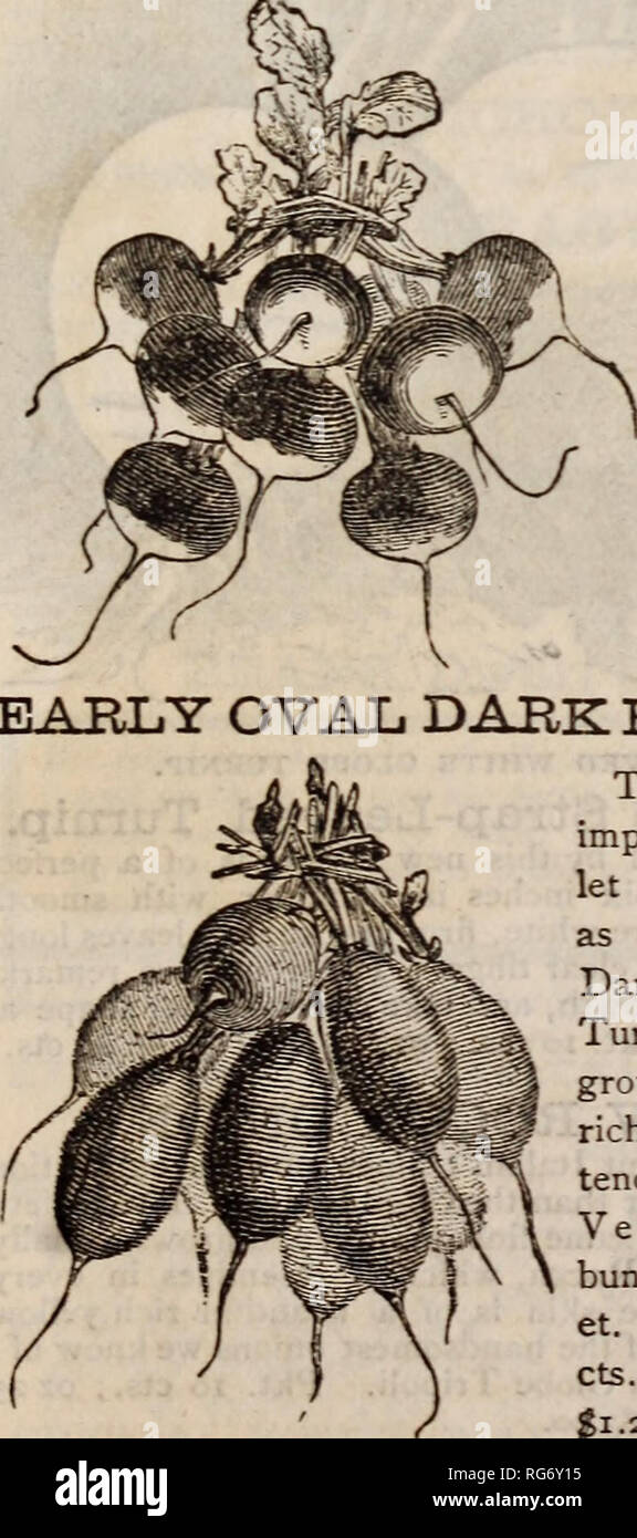 . Die Burpee Folgendes farm Jährliche: Garten, Hof und Blumensamen, Vollblut lieferbar. Baumschulen Pennsylvania Philadelphia Pennsylvania Kataloge Kataloge; Blumen; Gemüse; Samen von Pennsylvania Pennsylvania Kataloge Kataloge. KEW FARN ENDIVIE SELLERIE. Neue FARN ENDIVIE SELLERIE. Diese neue Celer&gt;' ist völlig verschieden von allen anderen, die schönen Charakter der Blätter, die denen der Farn ähneln Endivie Petersilie, ist auch in der Abbildung dargestellt. Es ist sehr solide, gedrungen, und voll in gleicher Qualität, um eine Nur-Text-leaved sortiert, während für Tabelle verwenden Sie am meisten Zierpflanzen ist. Pkt. ID-cts. ; Oz. 30 c Stockfoto