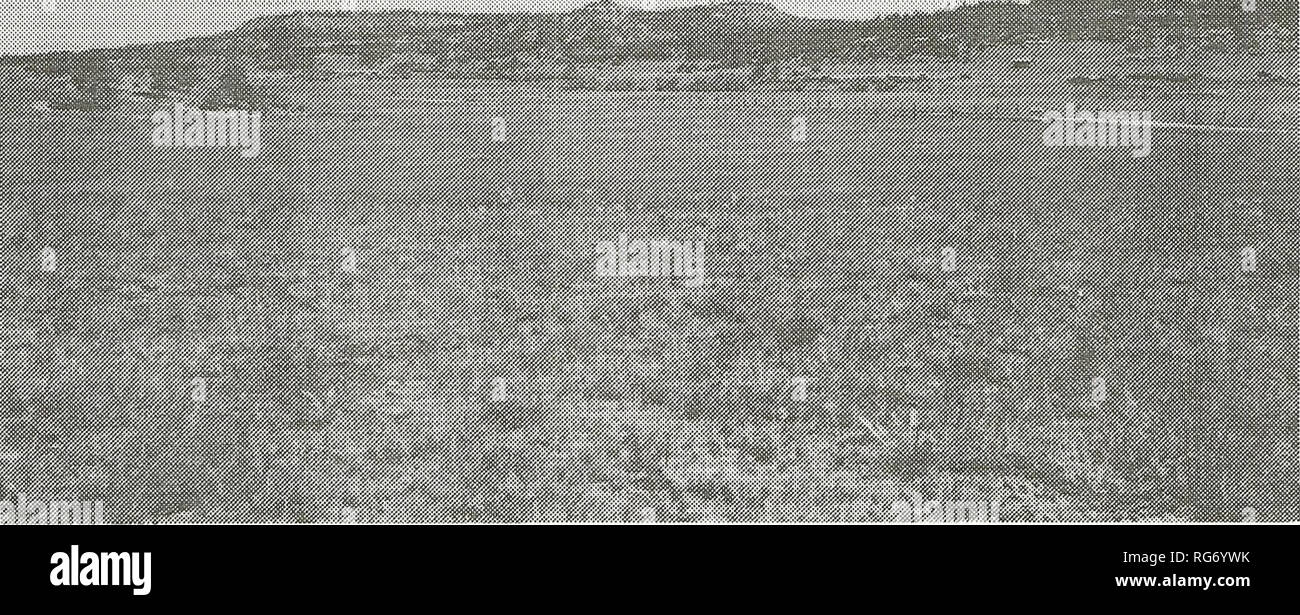 . Stier Berge Kohle Feldstudie: Abschlussbericht. Zechen und Bergbau; Tierökologie, Wildlife Management. Oberfläche an der Studie war wie folgt: private, 89 Prozent; Staat (Schule Vertrauen Länder), 6 Prozent; und Bund (nationale Ressource landet, BLM), 5 Prozent. Bundesländer entfielen 2 und 20 Prozent der jeweiligen Teile der Studie in Musselshell und Yellowstone in den Grafschaften. Im südlichen Musselshell County, Bundesländern trat in kleinen, isolierten Flächen unterschiedlicher Größe von 40 bis 320 Hektar, während diejenigen, die im Yellowstone County von 160 Morgen zu mehreren abwechslungsreichen Stockfoto